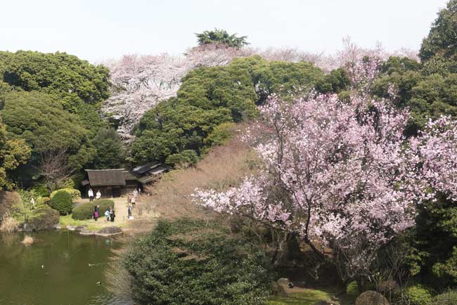 東京国立博物館 庭園（春の風景）